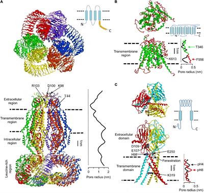Properties, Structures, and Physiological Roles of Three Types of Anion Channels Molecularly Identified in the 2010’s